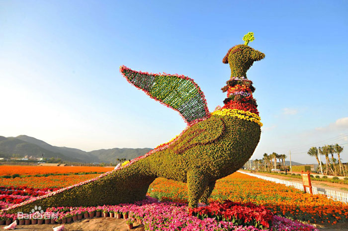 鳳凰花海7-20150106