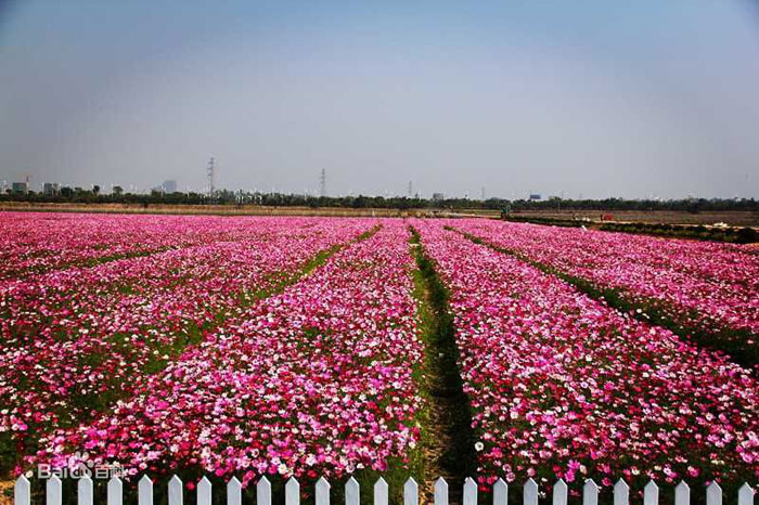 鳳凰花海8-20150106