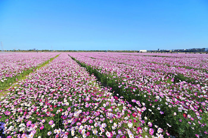 鳳凰花海9--20150106